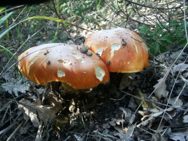 Grossa fungaia di ovoli